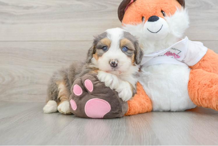 Adorable Mini Bernadoodle Poodle Mix Puppy