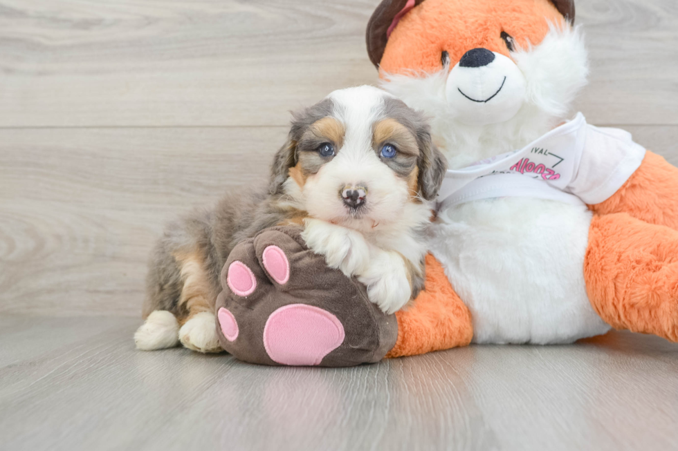 Adorable Mini Bernadoodle Poodle Mix Puppy