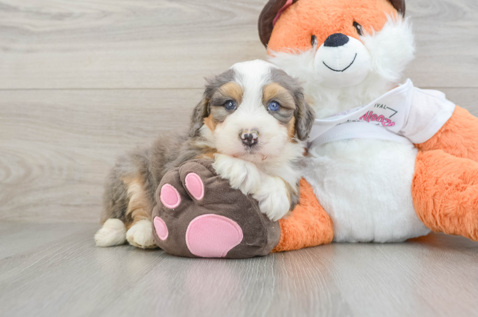 8 week old Mini Bernedoodle Puppy For Sale - Windy City Pups