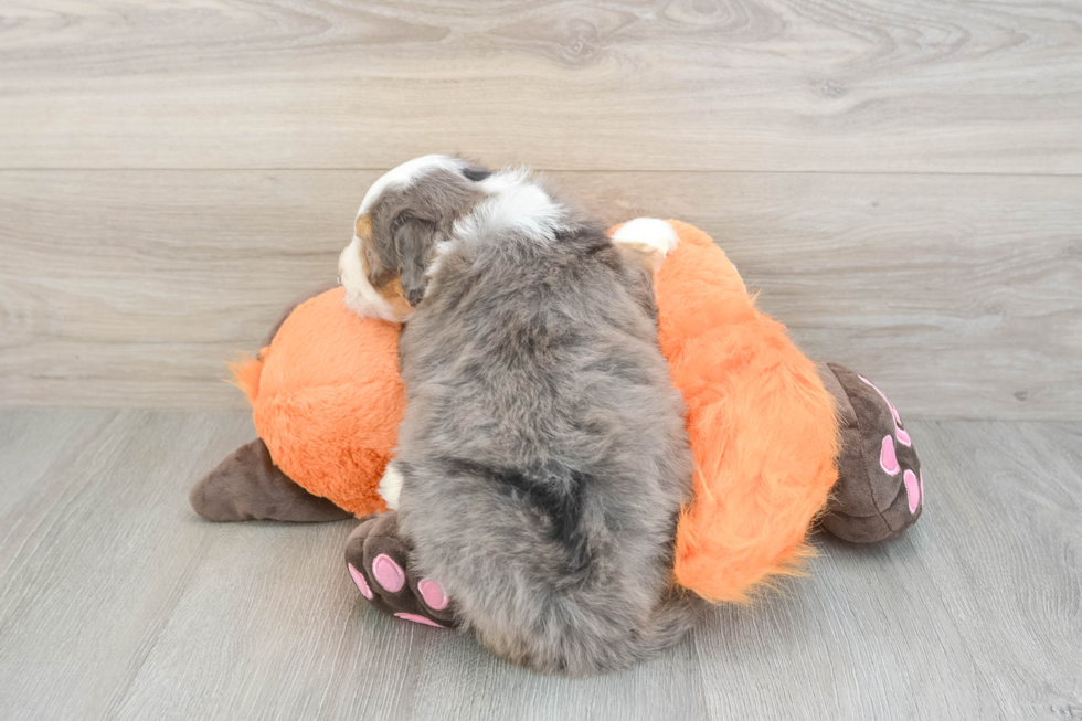 Mini Bernedoodle Puppy for Adoption