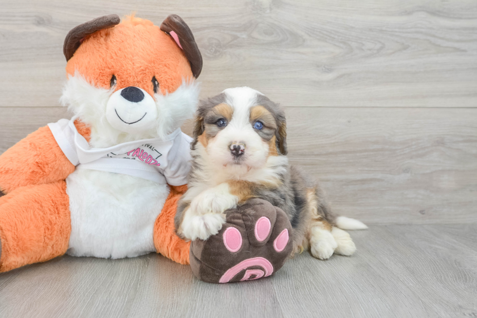 Mini Bernedoodle Pup Being Cute