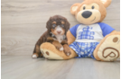 Adorable Mini Bernadoodle Poodle Mix Puppy