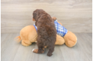 Best Mini Bernedoodle Baby