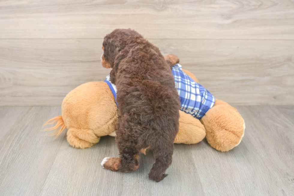 Best Mini Bernedoodle Baby