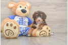 Mini Bernedoodle Puppy for Adoption