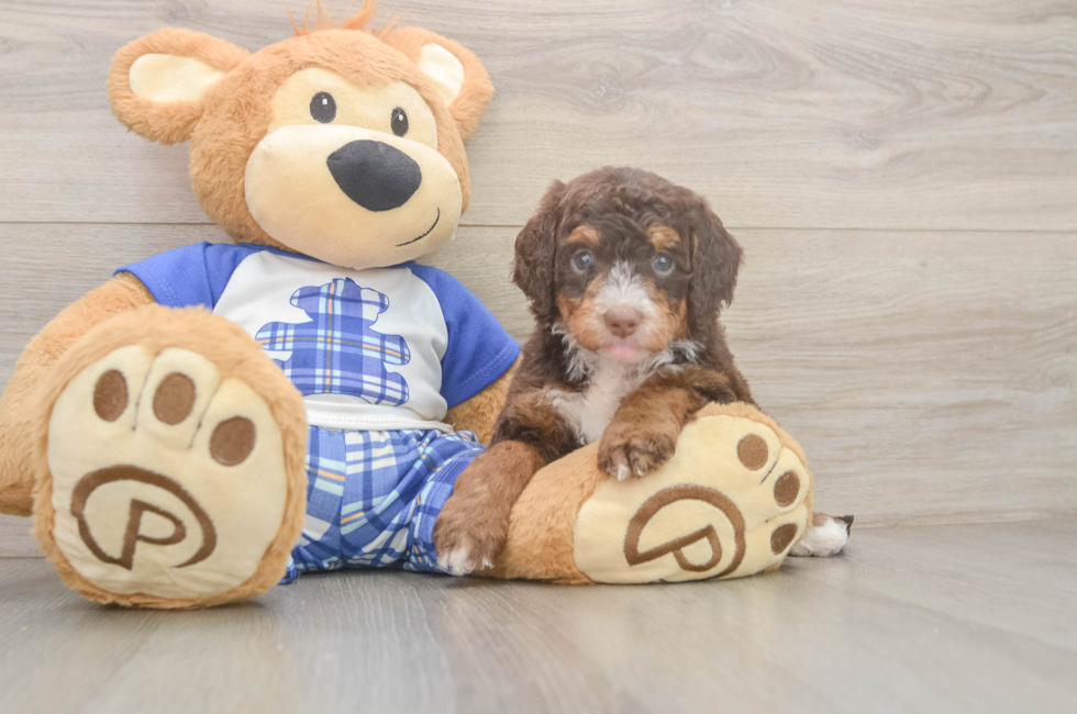 5 week old Mini Bernedoodle Puppy For Sale - Windy City Pups
