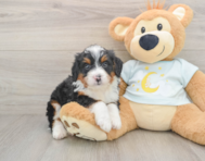8 week old Mini Bernedoodle Puppy For Sale - Windy City Pups