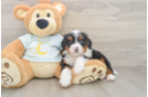 Mini Bernedoodle Puppy for Adoption