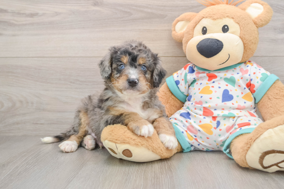 Best Mini Bernedoodle Baby