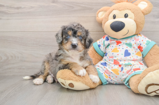Best Mini Bernedoodle Baby