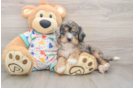 Smart Mini Bernedoodle Poodle Mix Pup