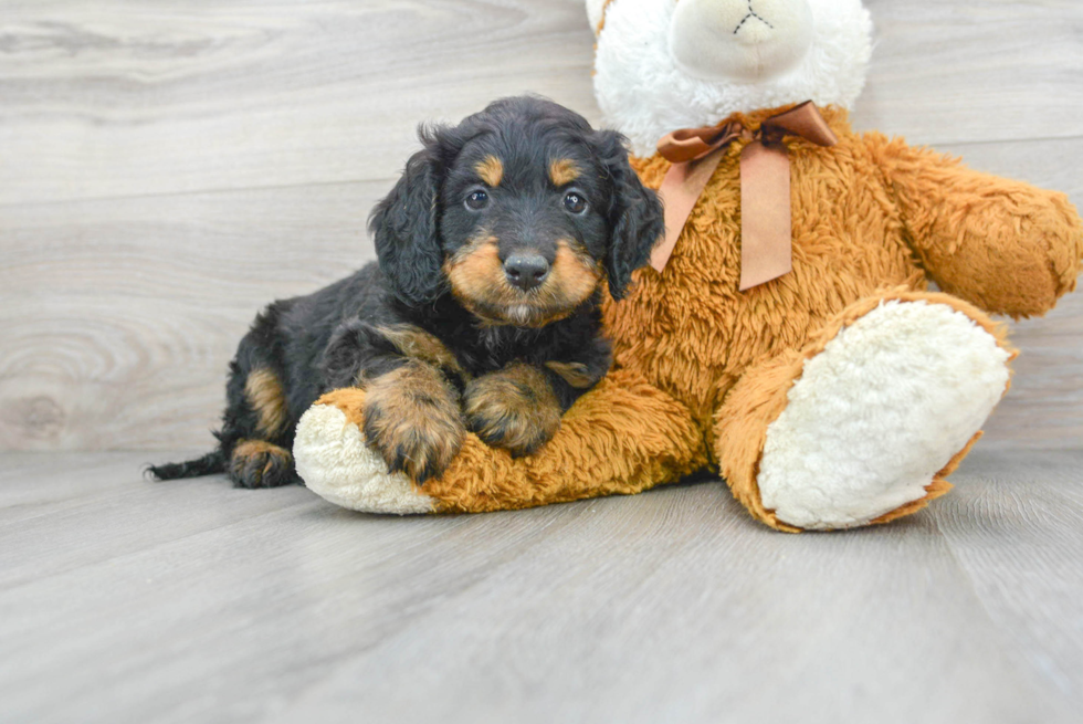 Mini Bernedoodle Puppy for Adoption