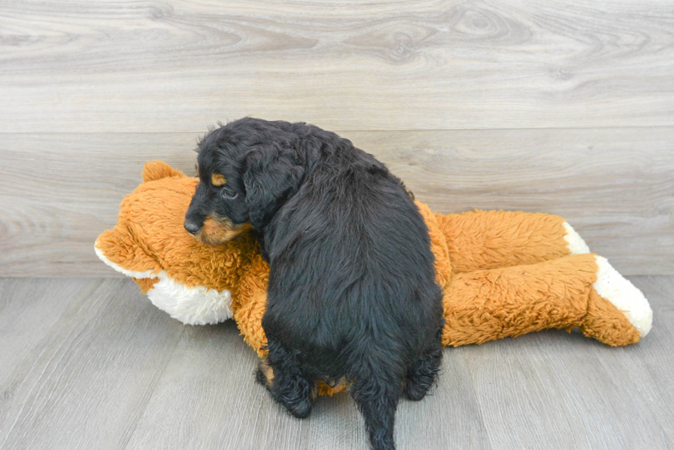 Mini Bernedoodle Puppy for Adoption