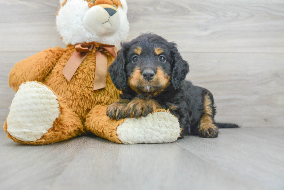 Funny Mini Bernedoodle Poodle Mix Pup