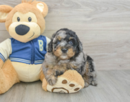 7 week old Mini Bernedoodle Puppy For Sale - Windy City Pups