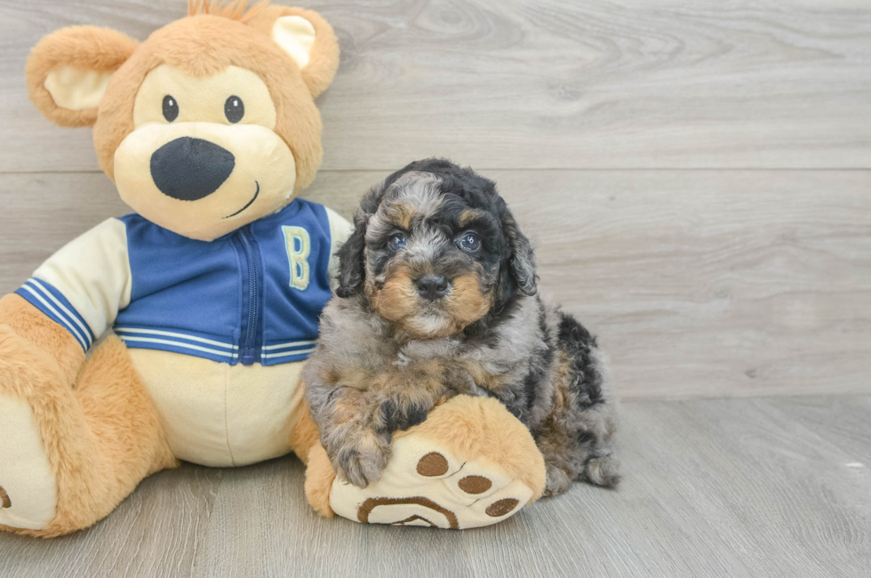 5 week old Mini Bernedoodle Puppy For Sale - Windy City Pups