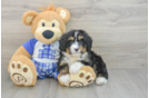 Mini Bernedoodle Puppy for Adoption