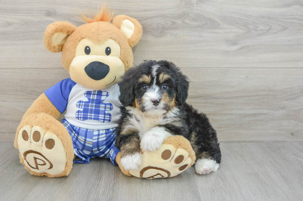 6 week old Mini Bernedoodle Puppy For Sale - Windy City Pups