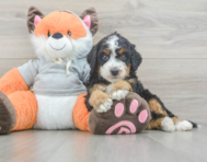 7 week old Mini Bernedoodle Puppy For Sale - Windy City Pups
