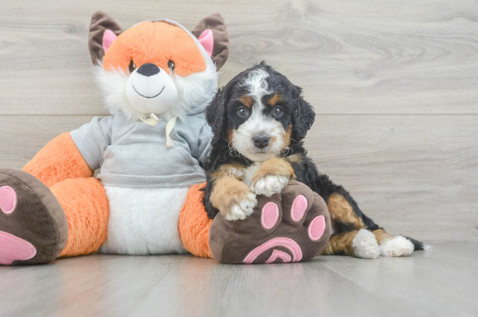 6 week old Mini Bernedoodle Puppy For Sale - Windy City Pups