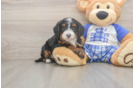 Mini Bernedoodle Pup Being Cute