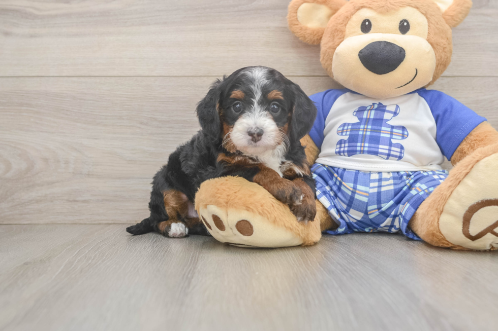 Mini Bernedoodle Pup Being Cute