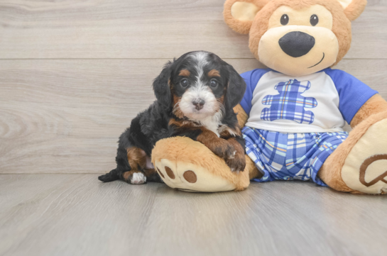 Mini Bernedoodle Pup Being Cute
