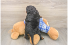 Best Mini Bernedoodle Baby