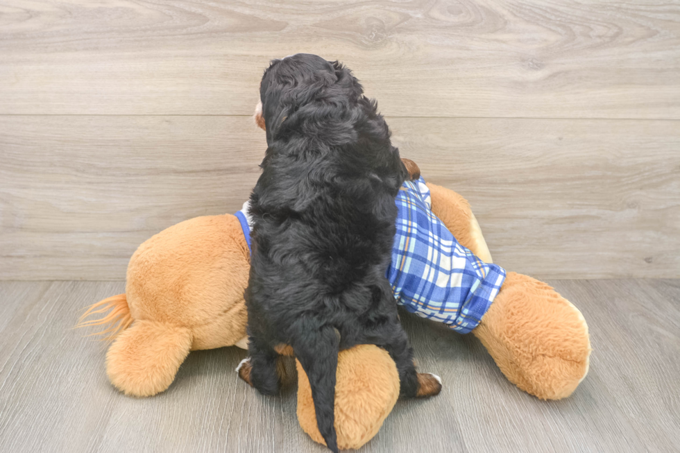 Best Mini Bernedoodle Baby
