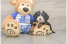 Mini Bernedoodle Puppy for Adoption