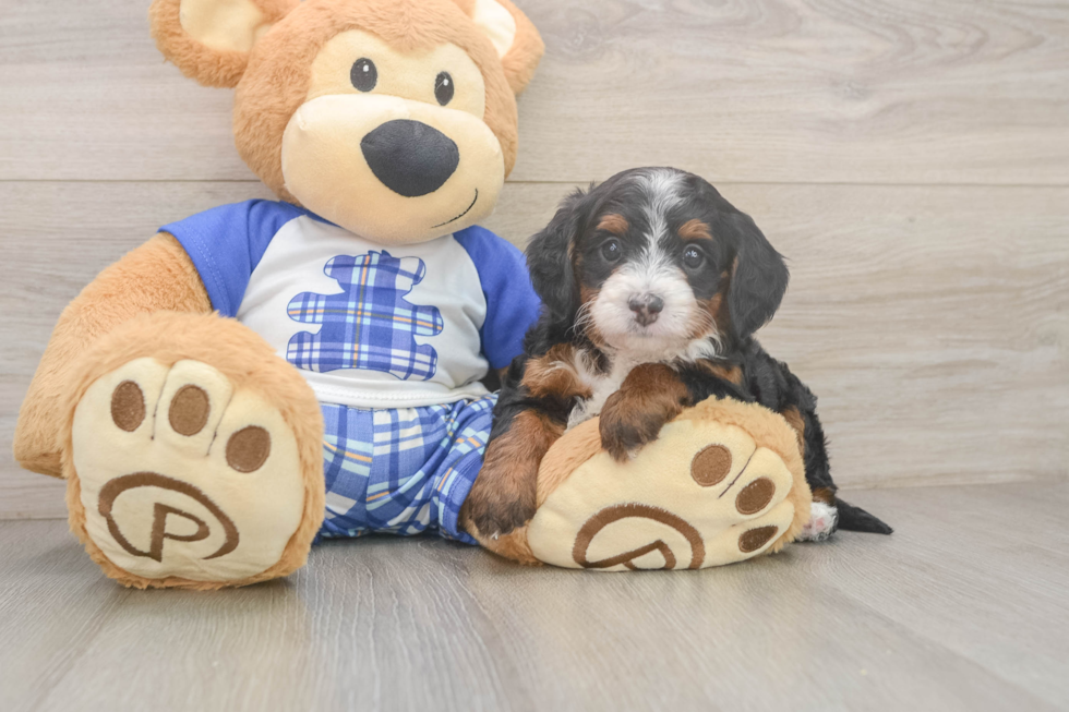 Mini Bernedoodle Puppy for Adoption