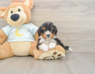 8 week old Mini Bernedoodle Puppy For Sale - Windy City Pups