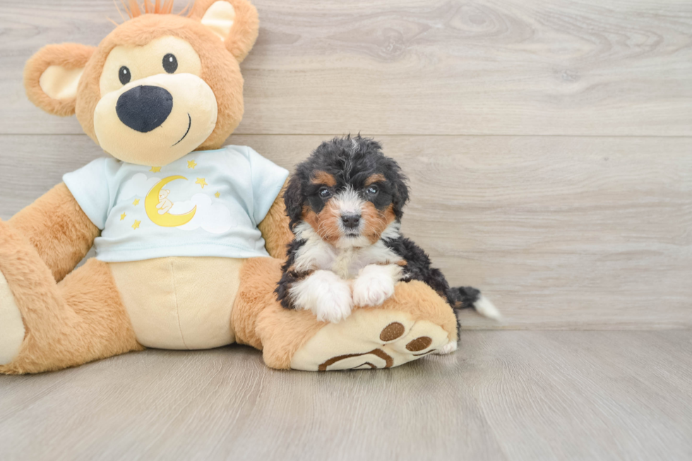 Fluffy Mini Bernedoodle Poodle Mix Pup