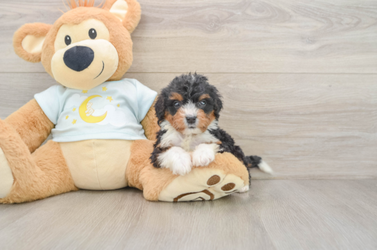 Fluffy Mini Bernedoodle Poodle Mix Pup