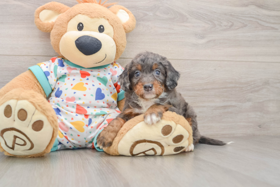 Best Mini Bernedoodle Baby