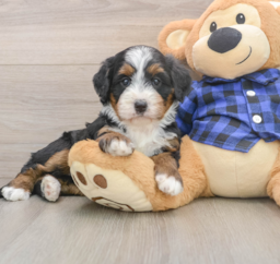 6 week old Mini Bernedoodle Puppy For Sale - Windy City Pups
