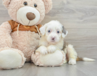 9 week old Mini Bernedoodle Puppy For Sale - Windy City Pups