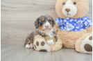 Best Mini Bernedoodle Baby