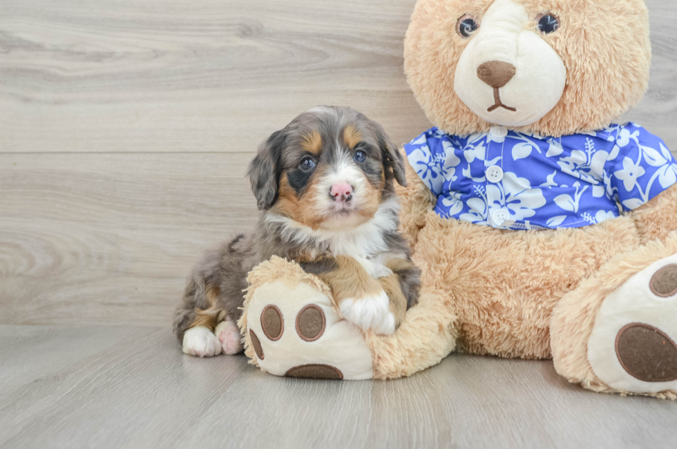 7 week old Mini Bernedoodle Puppy For Sale - Windy City Pups