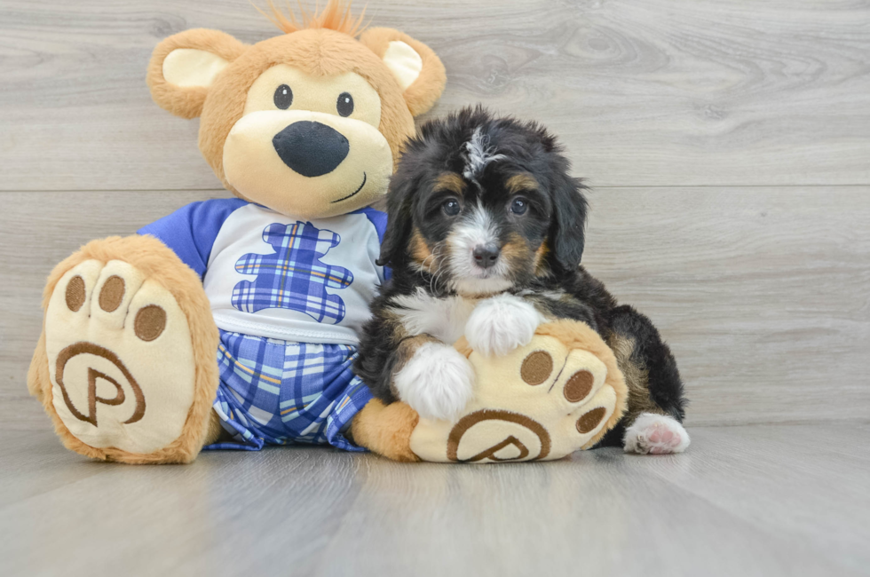 6 week old Mini Bernedoodle Puppy For Sale - Windy City Pups