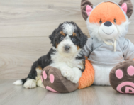 8 week old Mini Bernedoodle Puppy For Sale - Windy City Pups