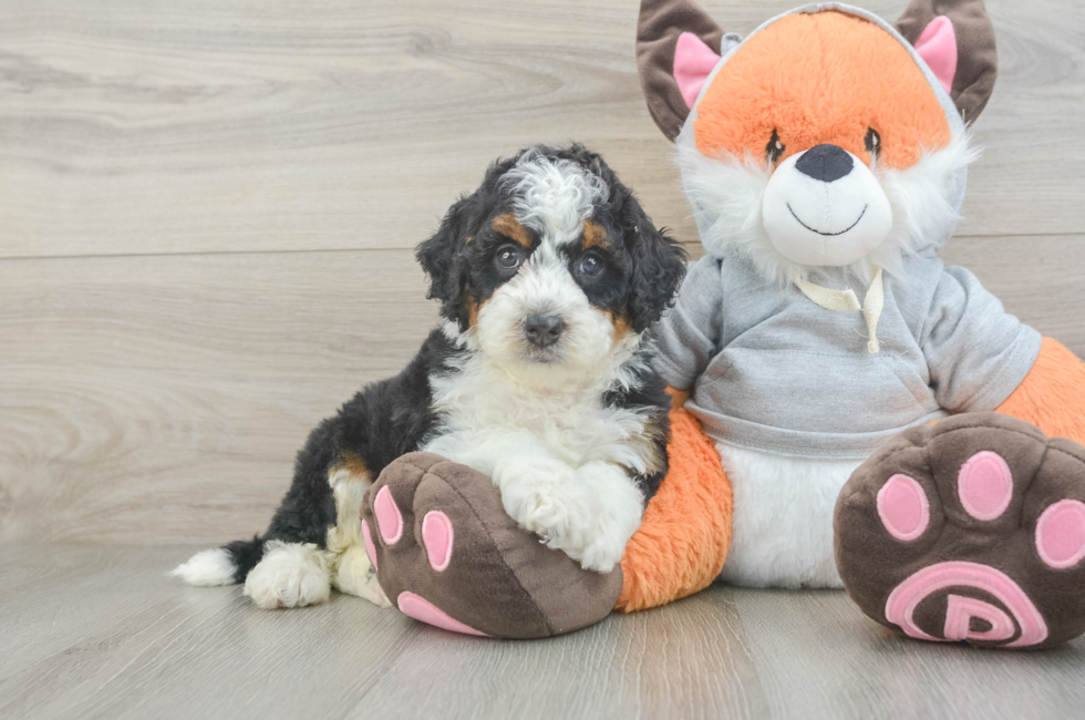6 week old Mini Bernedoodle Puppy For Sale - Windy City Pups