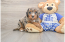 Mini Bernedoodle Puppy for Adoption