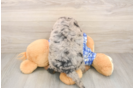 Sweet Mini Bernedoodle Baby