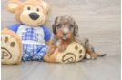 Best Mini Bernedoodle Baby