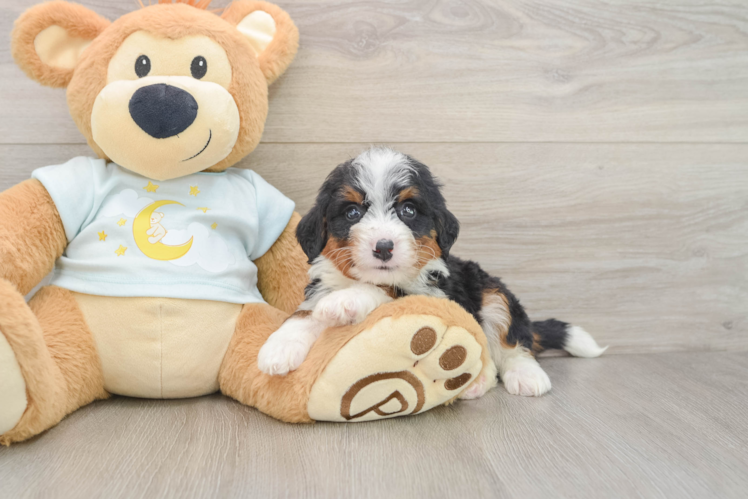 Playful Mini Bernadoodle Poodle Mix Puppy