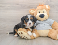 7 week old Mini Bernedoodle Puppy For Sale - Windy City Pups