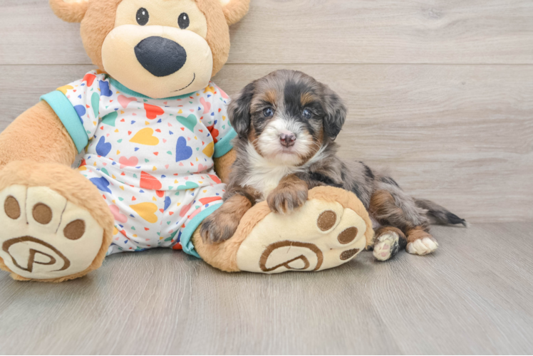 Mini Bernedoodle Pup Being Cute