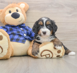 6 week old Mini Bernedoodle Puppy For Sale - Windy City Pups