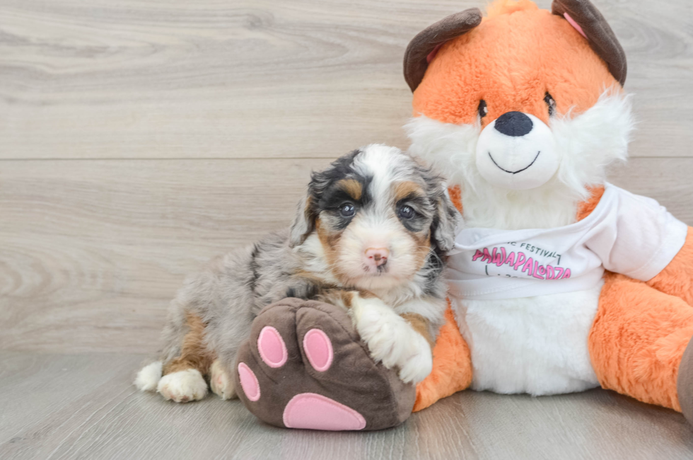 8 week old Mini Bernedoodle Puppy For Sale - Windy City Pups